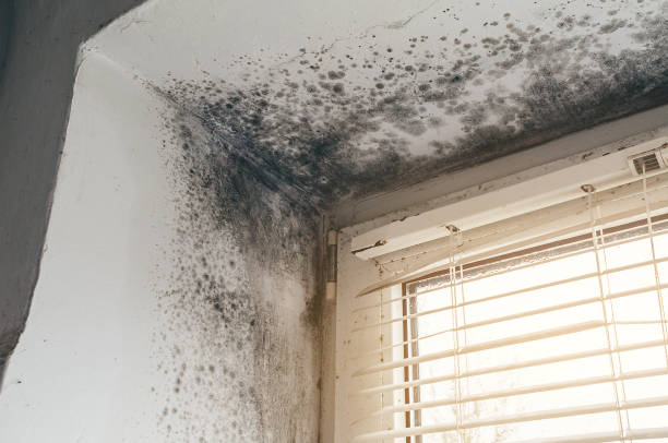 Affordable Basement Mold Removal solutions in Hillsboro, IL