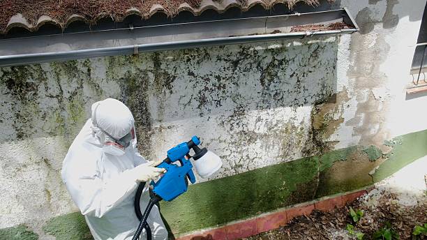 Top rated local Basement Mold Removal specialists in Hillsboro, IL